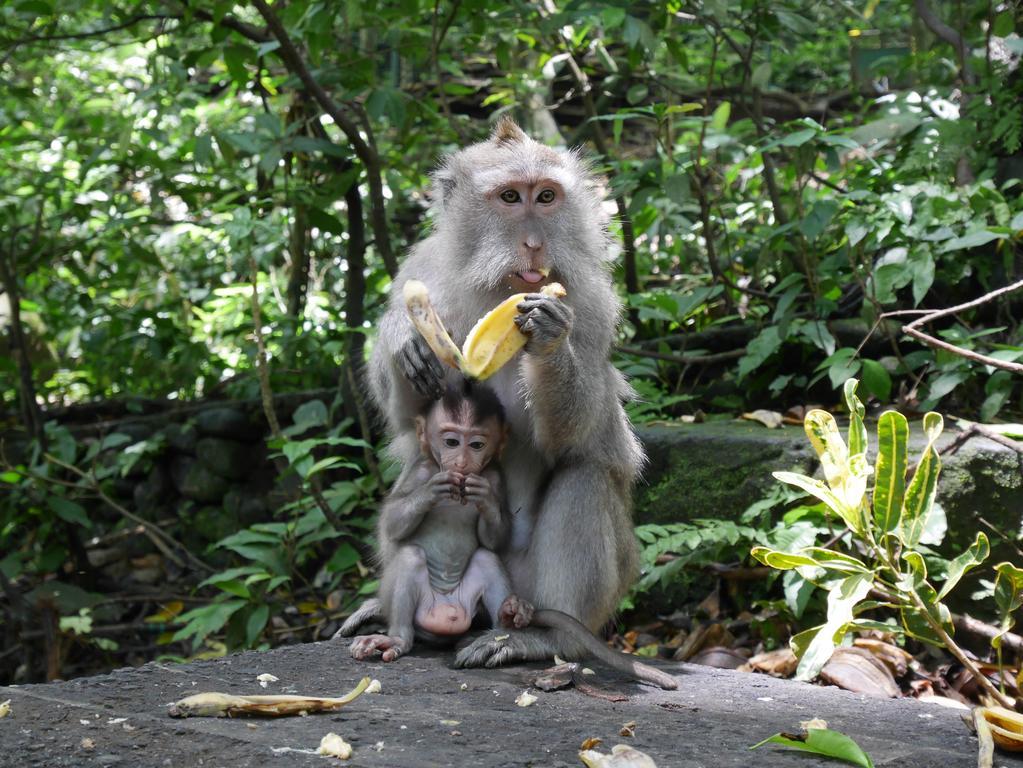 Pondok Penestanan Villa Ubud Eksteriør billede